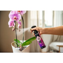 Pon Perfect Orchid Gloss