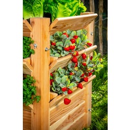 Westmann Premium Hochbeet - XXL