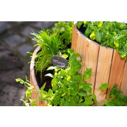 Westmann Kräuterschnecke Luise - 1 Stk