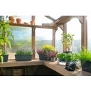 Westmann Gewächshaus Paul - 1 Stk