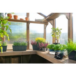 Westmann Gewächshaus Paul - 1 Stk