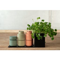 Brainstream Billund - Macina Noce Moscata