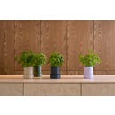 Brainstream Billund - Vaso Autoirrigante