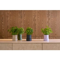 Brainstream Billund - Vaso Autoirrigante