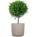 Scheurich Linetto Planter, Sand