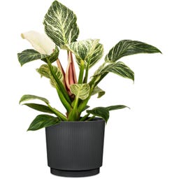 Scheurich Pflanzgefäß Lino Nero