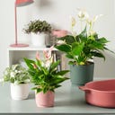 Scheurich Pflanzgefäß Lino Fjord Green - 13