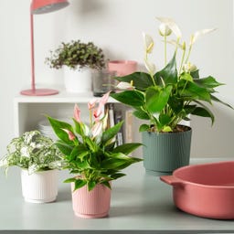 Scheurich Pflanzgefäß Lino Fjord Green - 13