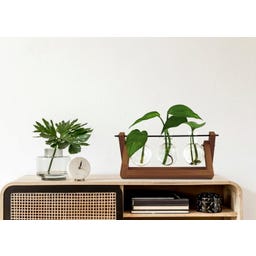 Winkee Hydro Vase Blossom - 1 Stk