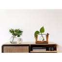 Winkee Hydro Vase Lilly - 1 Stk