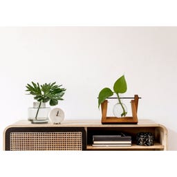 Winkee Hydro Vase Lilly - 1 Stk