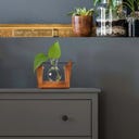 Winkee Hydro Vase Lilly - 1 Stk