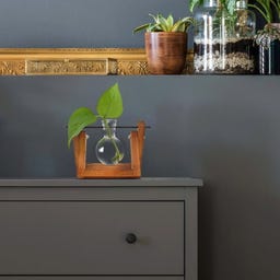 Winkee Hydro Vase Lilly - 1 Stk