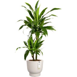 elho amber grail, 58 cm - Bianco lino