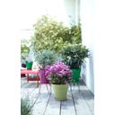 elho Pot Rond LOFT URBAN - 20 cm - Vert pistache