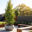 fleur ami Pure Pflanzschale hellgrau - Ø 55 cm, H 25 cm