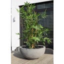 fleur ami Polystone Ego Plus Pflanzschale grau