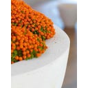 fleur ami Polystone Ego Plus Pflanzschale creme