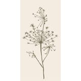 IB Laursen &lsquo;Umbelliferous Flower&rsquo; Paper Napkins