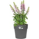 elho vibia straight kerek virágcserép 25 cm - Antracit