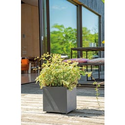 Pot 
