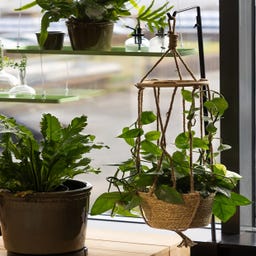 Esschert Design Indoor Blumenampel mit Kletterhilfe