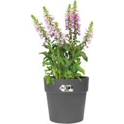 elho vibia straight rond 25 cm - antraciet