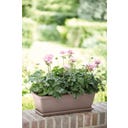 elho barcelona Balkonkasten 70 cm - taupe