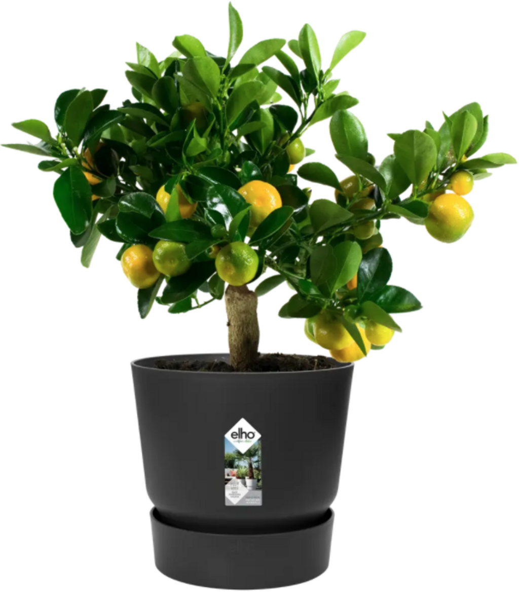 elho greenville Planter Round 25 cm - Lively Black