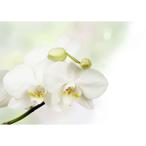 Glascard Quadro in Vetro - Orchid