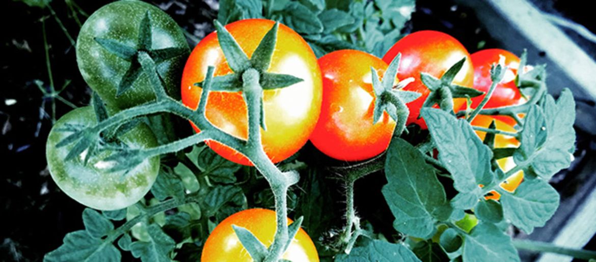 Kitchen Farming