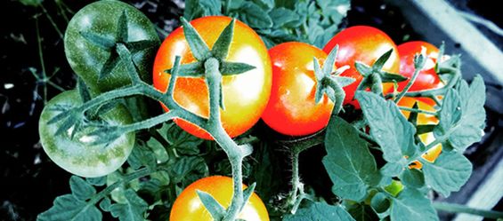 Kitchen Farming