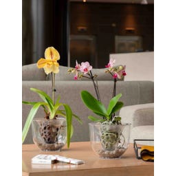 Deroma Orchideentopf 