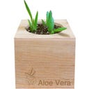 Feel Green ecocube 