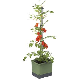 Gusta Garden TOM TOMATO Pflanztopf-Set