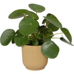 elho Cache-Pot VIBES FOLD Rond - 25 cm