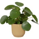 elho Cache-Pot VIBES FOLD Rond - 30 cm