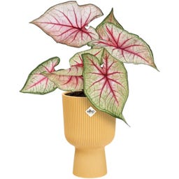 elho vibes fold talpas kaspó 14 cm