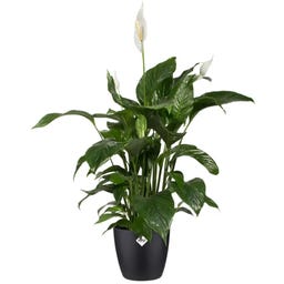 elho brussels, 16cm