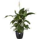 elho Brussels Round Pot - 18 cm