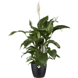 elho Brussels Round Pot - 18 cm