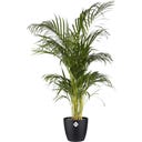elho Brussels Round Pot - 18 cm