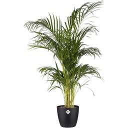 elho Brussels Round Pot - 18 cm