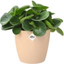 elho Brussels Round Pot - 18 cm