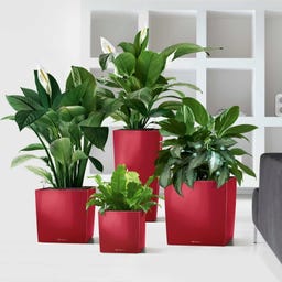 Lechuza CUBE Premium 40 Planter  - Scarlet red high gloss