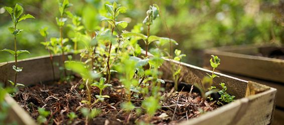 Making your Own Raised Bed