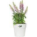 elho Pot VIBIA Straight Rond - 47 cm - Blanc