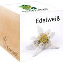 Feel Green ecocube “Edelweiss
