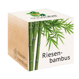 Feel Green Ecocube - Plantas Exóticas - Bambú gigante