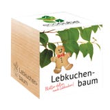 Feel Green ecocube - Albero Pan di Zenzero